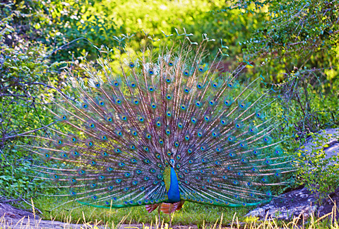 Bird Watching | Travel Gallery